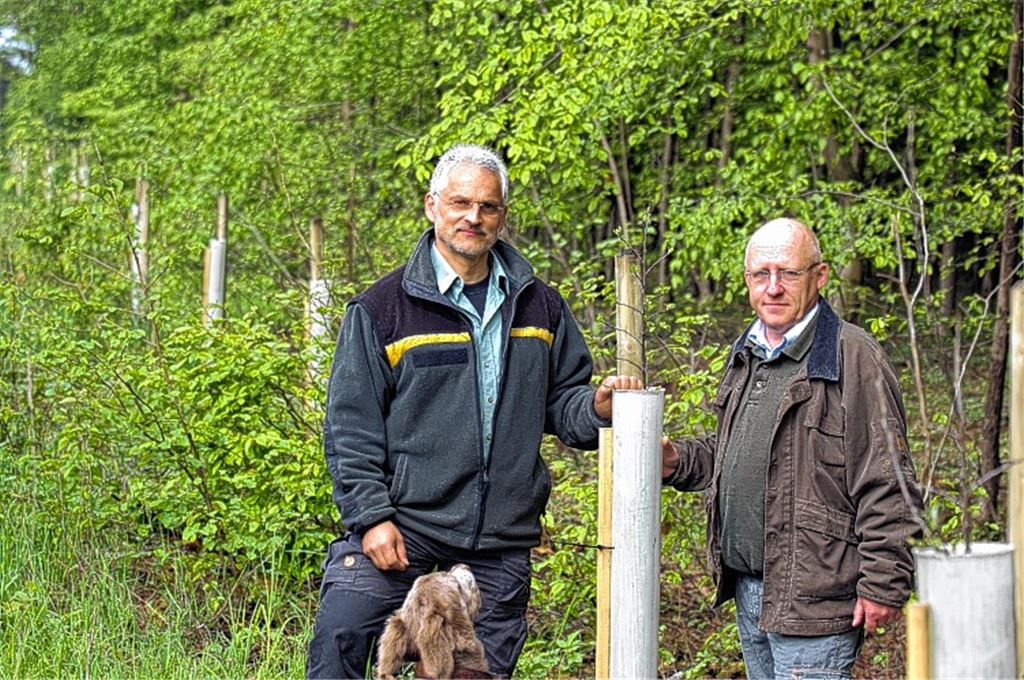 Schulterschluss: Revierförster Rolf Esslinger und Frank Hemsing vom Landratsamt Enzkreis zeigen die frisch gepflanzten Wildäpfel im Illinger Forstdistrikt Maienau.