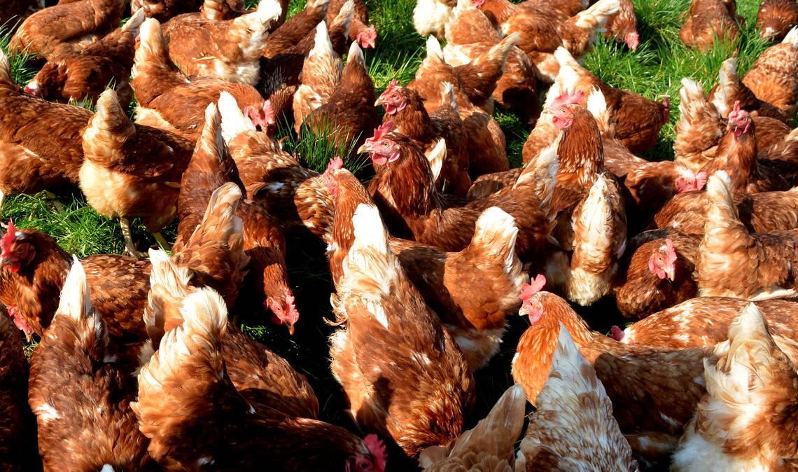 Schutz vor einer Ansteckung: In Maulbronn (Stadt), Ölbronn, Knittlingen und Kleinvillars müssen Hühner und Gänse mindestens bis zum 12. Februar im Stall bleiben. Symbolbild: Archiv