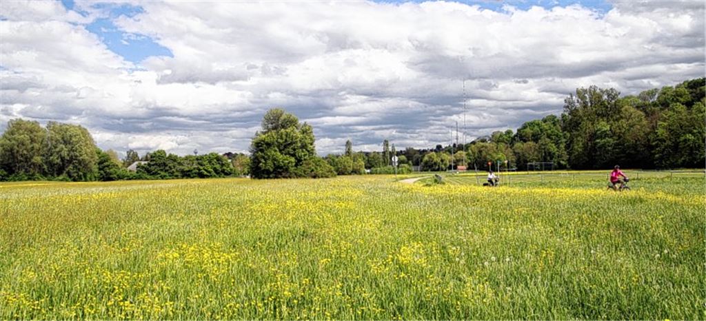 Schwachpunkt: Über die Enzauen könnte das Wasser in die Stadt strömen, deshalb ist ein Querdamm für 80000 Euro geplant.