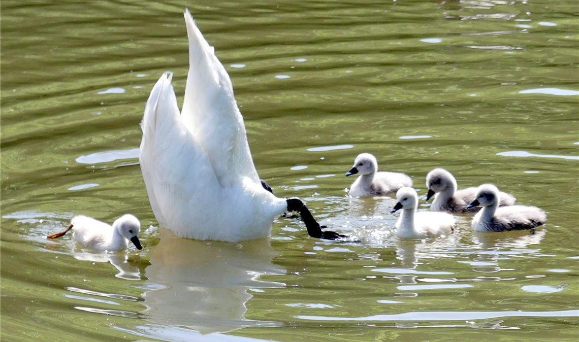 Schwanennachwuchs auf der Enz.   Foto: Wolfgang Dorn 