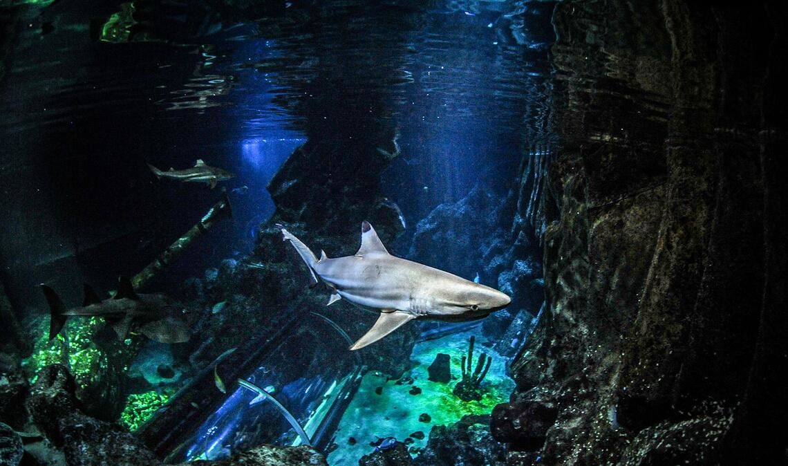 Schwarzspitzen-Riffhaie im Sealife Oberhausen: Sie lieferten die Zähne, an denen die Untersuchungen in der Studie durchgeführt wurden.