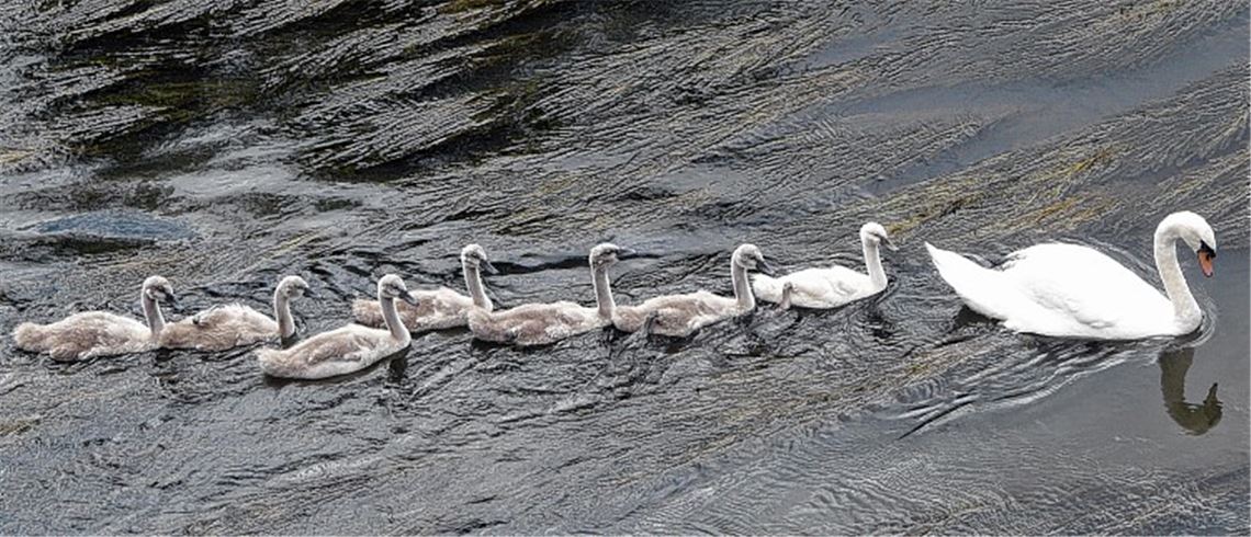 Sieben kleine Schwäne bereiten Freude