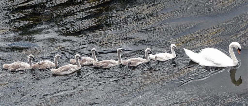Sieben kleine Schwäne bereiten Freude
