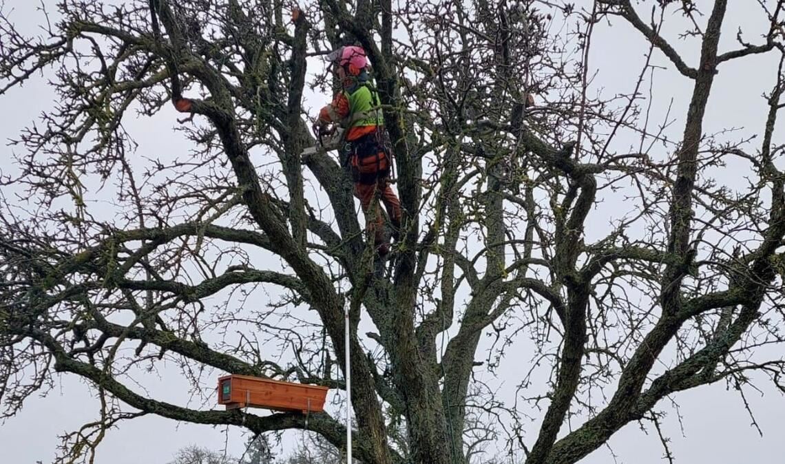 Schwindelfrei sollte sein, wer sich im Baumpfleger-Team um die „Riesen in den Wiesen“ kümmert. Foto: Enzkreis/Iris Schmid