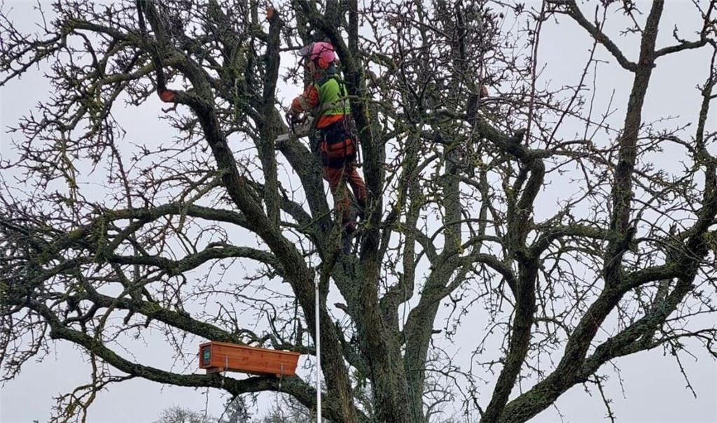Schwindelfrei sollte sein, wer sich im Baumpfleger-Team um die „Riesen in den Wiesen“ kümmert. Foto: Enzkreis/Iris Schmid