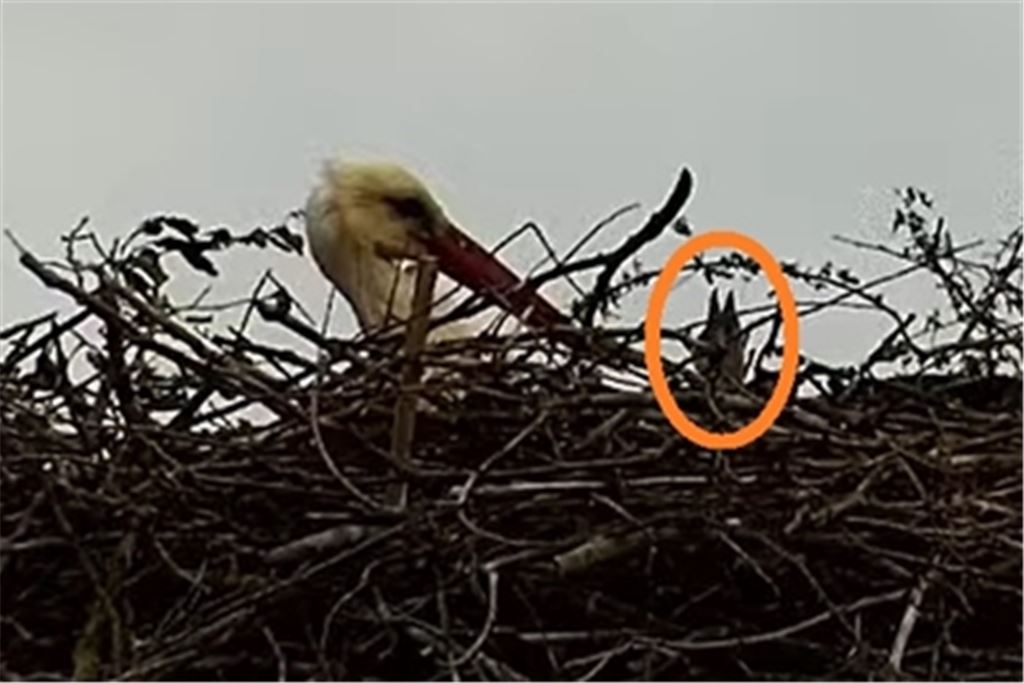 Screenshot eines Elternstorches samt Küken 