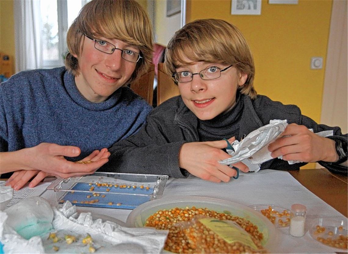 Sebastian (li.) und Maximilian Krauß untersuchen in einer Versuchsreihe das Keimverhalten von Mais.