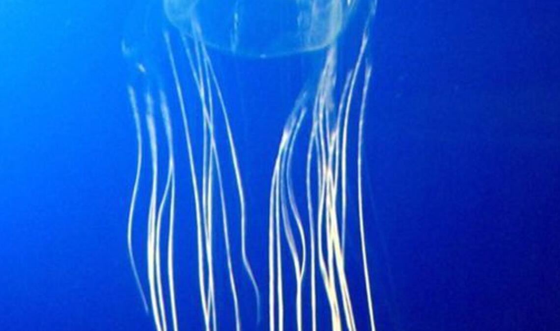 Seewespe oder Würfelqualle (Chironex fleckeri): Ihre Tentakel sind mit Tausenden von Nesselzellen besetzt, die bei der kleinsten Berührung explodieren und tief in die Haut eindringen. Dabei wird ein sehr starkes Gift freigesetzt, welches das Nervensystem angreift und binnen Minuten zu Muskel- und Atemlähmung sowie zum Herzstillstand führt.