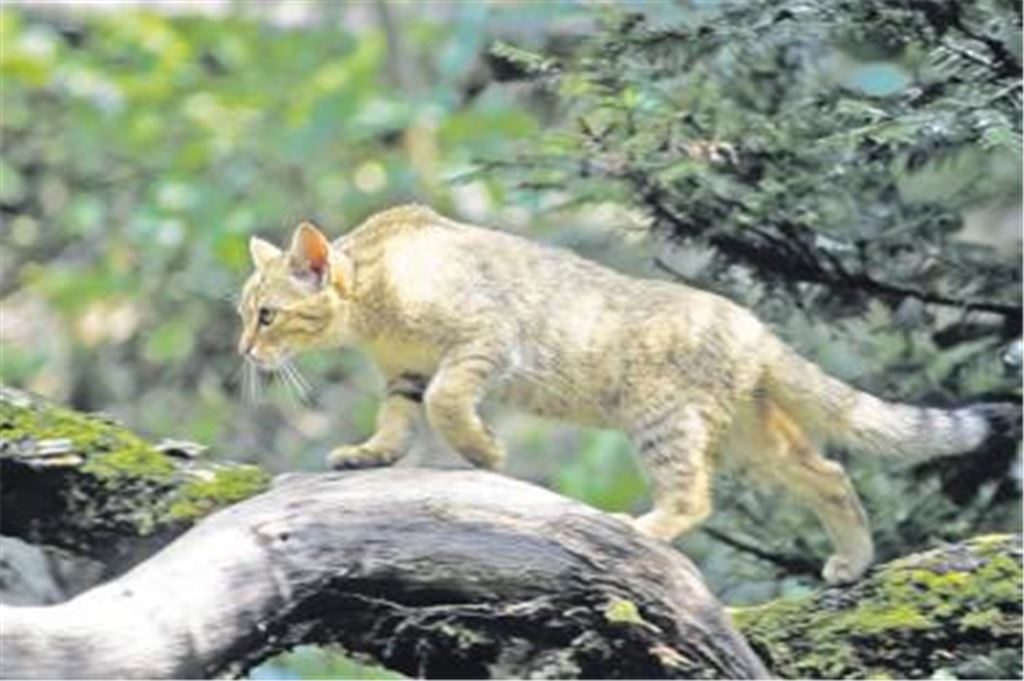 Sehr scheu und sehr selten: eine Wildkatze in freier Natur. Foto: BUND