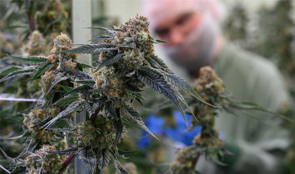Seit 2017 kann medizinisches Cannabis in Deutschland legal verschrieben werden. (Symbolbild)