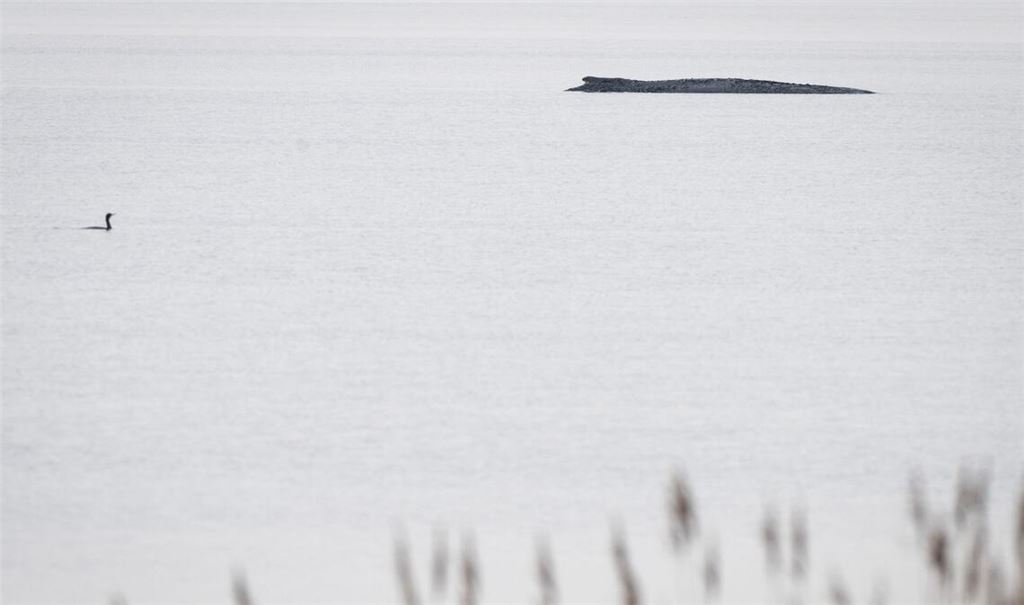 Seit dem 31. März liegt der Buckelwal in etwa 1,50 Meter Wassertiefe vor Poel.