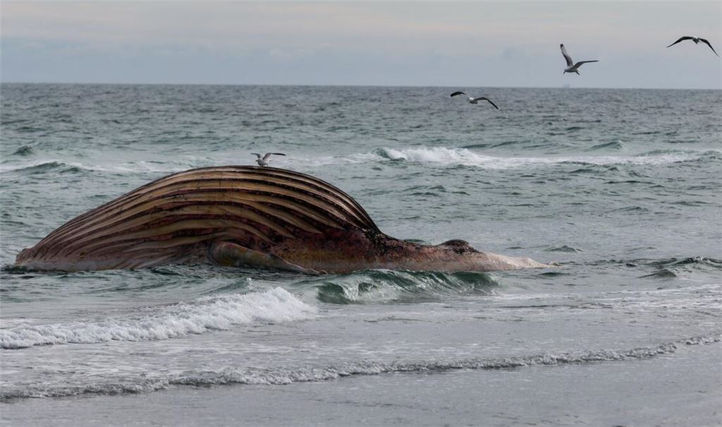 Seit rund zwei Wochen liegt der Kadaver aufgebläht am Strand von Anholt.