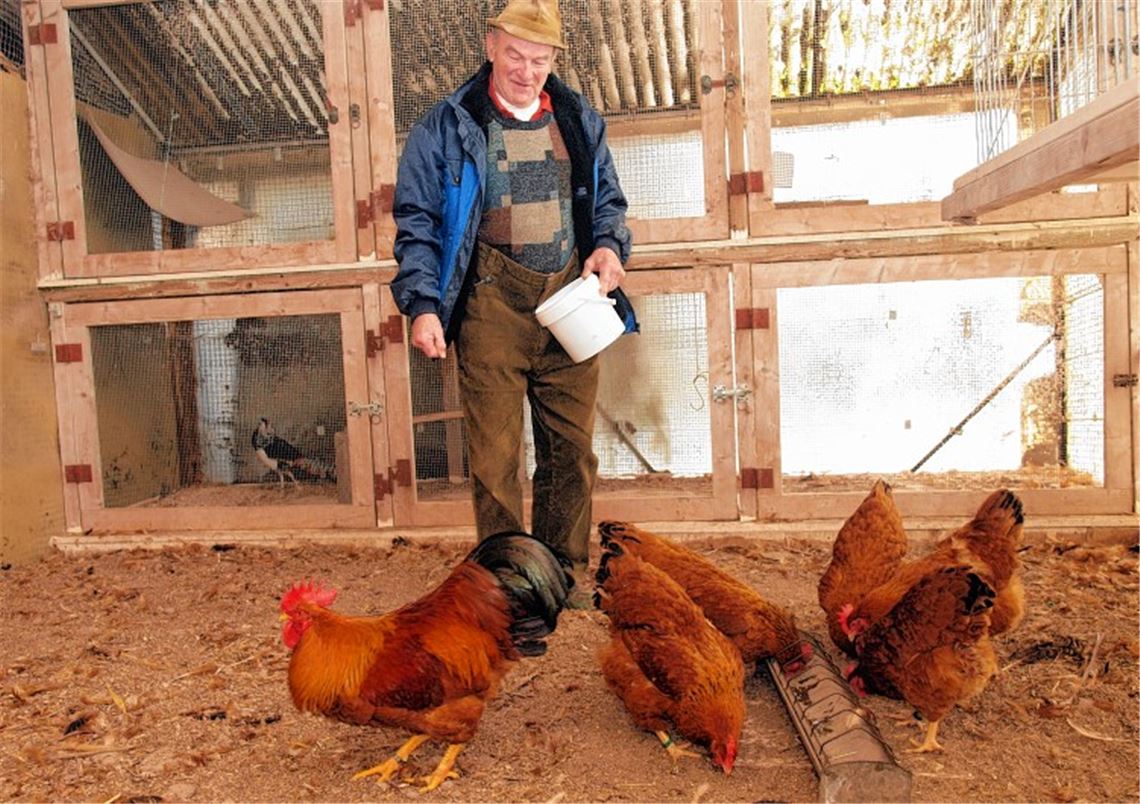 Seit seiner Kindheit züchtet Erich Burger Hühner der Rasse New Hampshire.