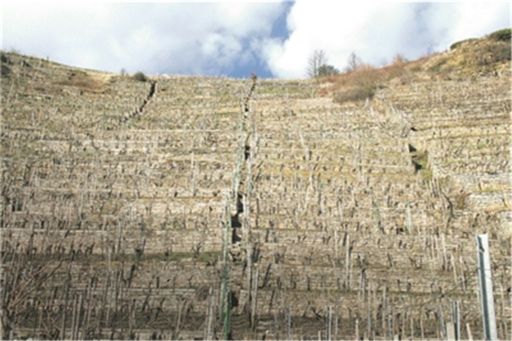 Seit über 1000 Jahren wird in den terrassierten Steillagen über der Enz bei Roßwag schon Wein angebaut. Foto: privat