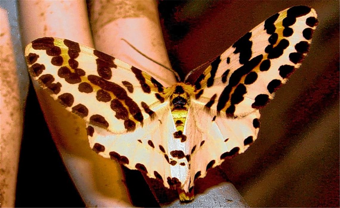 Schöner Falter ist selten geworden Schöner Falter ist selten geworden