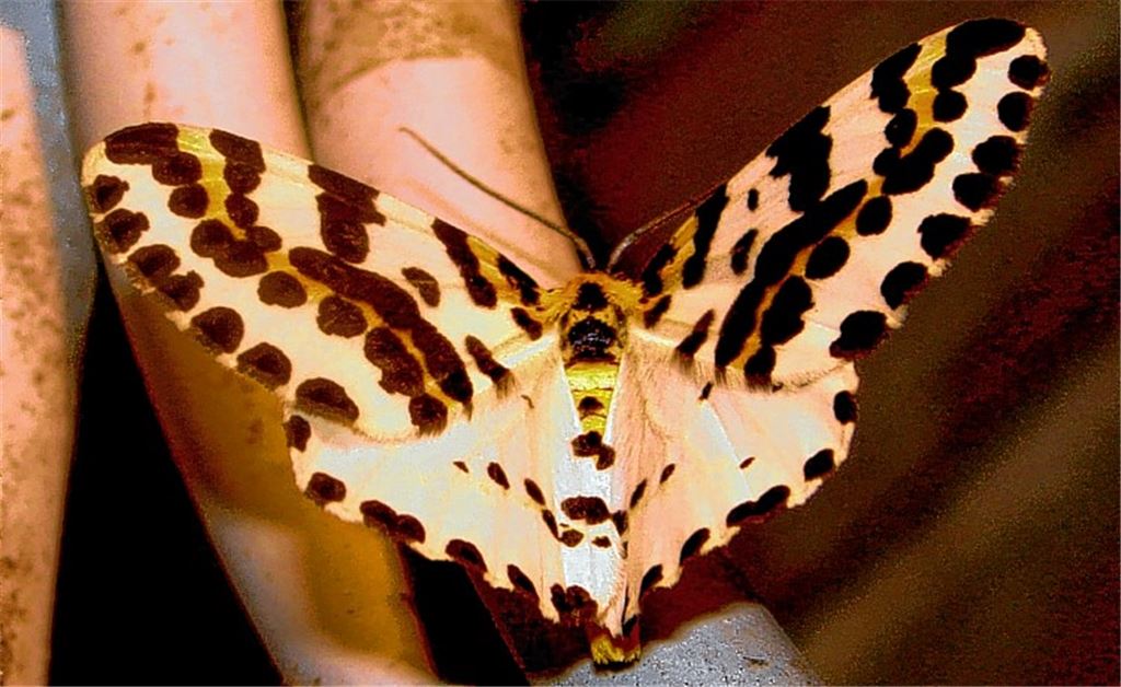 Schöner Falter ist selten geworden