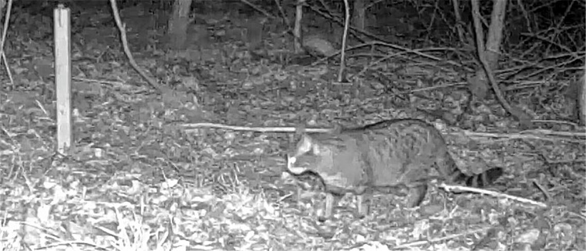 Kamera fängt Wildkatze ein