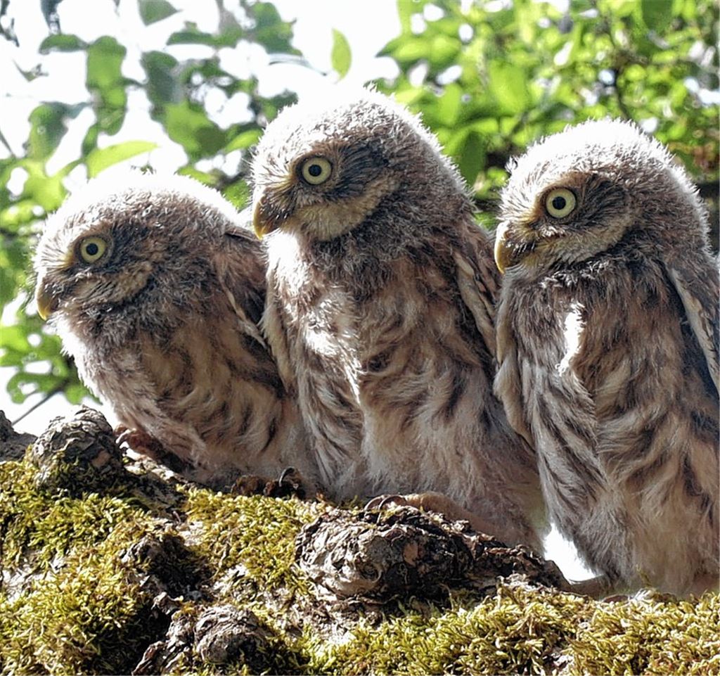 Riesen in den Wiesen