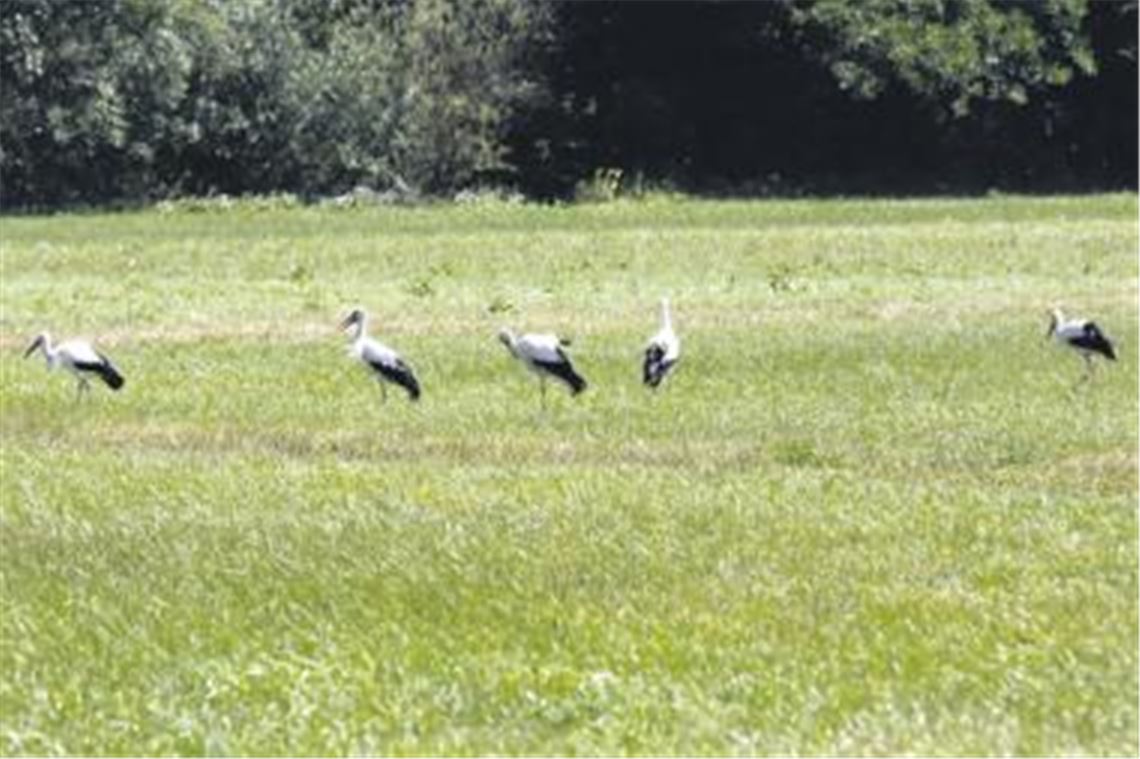 Seltener Anblick: In den Enzauen hat der MT-Leser Peter Laible auf einem Spaziergang gleich fünf Weißstörche auf einen Schlag mit der Kamera eingefangen. Doch noch hält sich Meister Adebar nur als Gast in der Region auf.
Foto: Laible