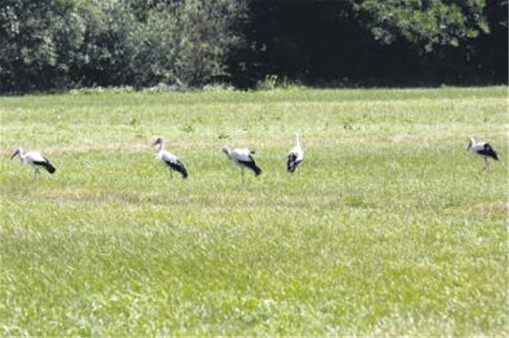 Seltener Anblick: In den Enzauen hat der MT-Leser Peter Laible auf einem Spaziergang gleich fünf Weißstörche auf einen Schlag mit der Kamera eingefangen. Doch noch hält sich Meister Adebar nur als Gast in der Region auf.
Foto: Laible