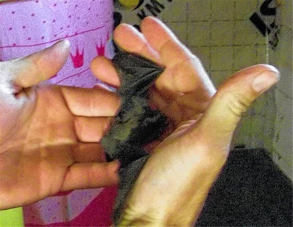 Seltener Anblick: Nur wenn sich, wie in diesem Fall, eines der Tiere auf den Dachboden „verirrt“, lässt sich – mit etwas Glück – eine Zwergfledermaus fotografieren. Anschließend setzt sie der Hausherr sofort zurück ins Quartier.