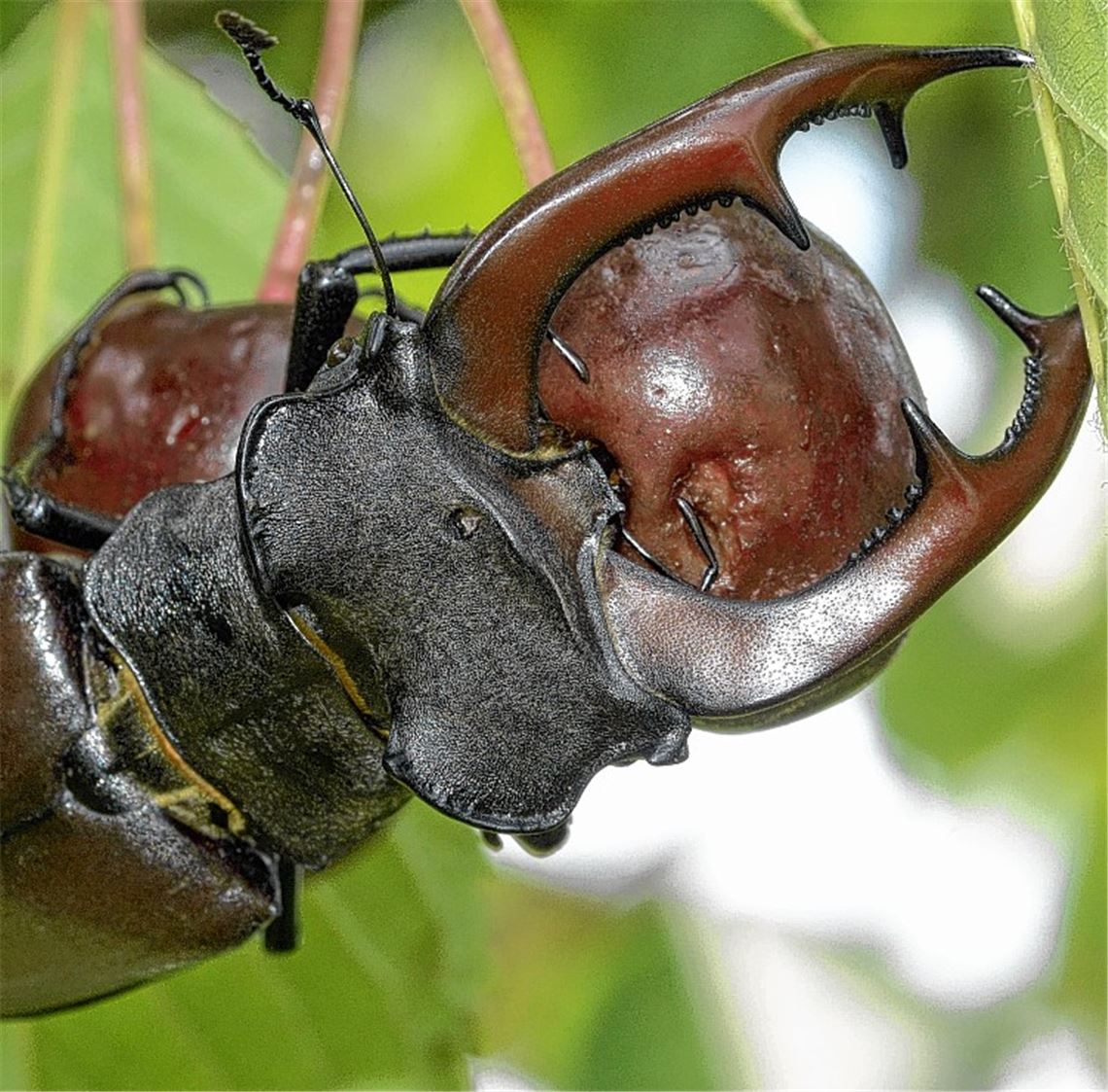 Hirschkäfer mögen auch reife Kirschen