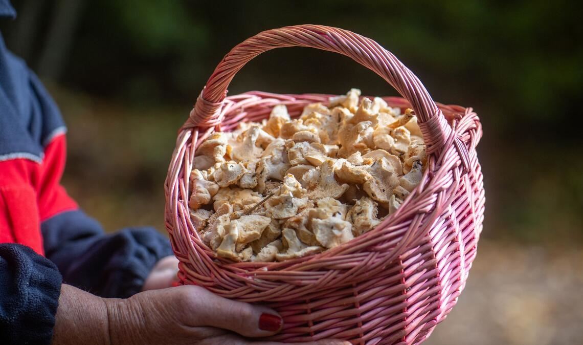 Semmelstoppelpilze gehören zu den Pilzsorten, die in radioaktiv belasteten Gebieten erhöhte Strahlenwerte aufweisen. (Archivbild)
