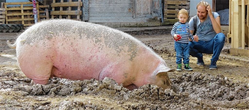 Sich suhlen im Matsch: Da fühlt sich ein Schwein erst so richtig wohl – und empfindet das überhaupt nicht als eine Sauerei. Foto: privat
