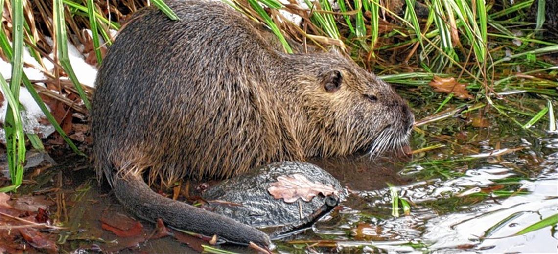 Sie mag possierlich wirken, bedroht aber nach Angaben der Behörden die Standfestigkeit von Hochwasserdämmen: die Bisamratte.