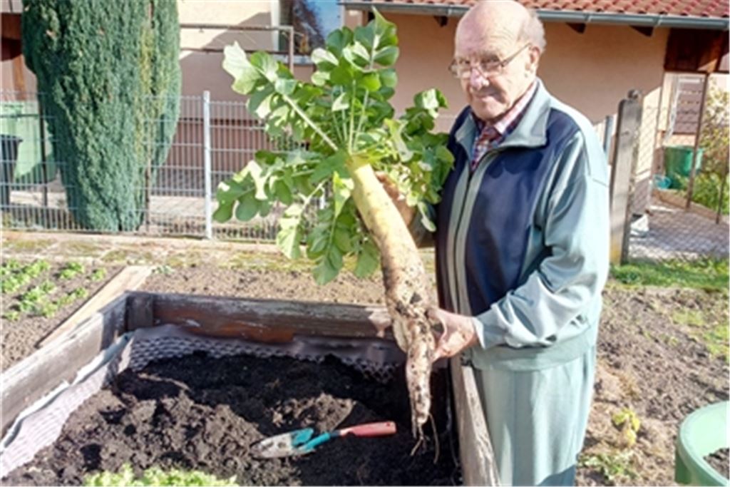 Siegfried Fetzer erntet einen 67 Zentimeter langen Rettich. Foto: privat