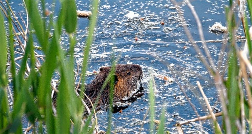 „Bejagung nur als letztes Mittel“