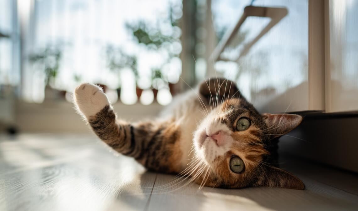 Simba, Luna & Co: Welche Katzennamen sind besonders beliebt?