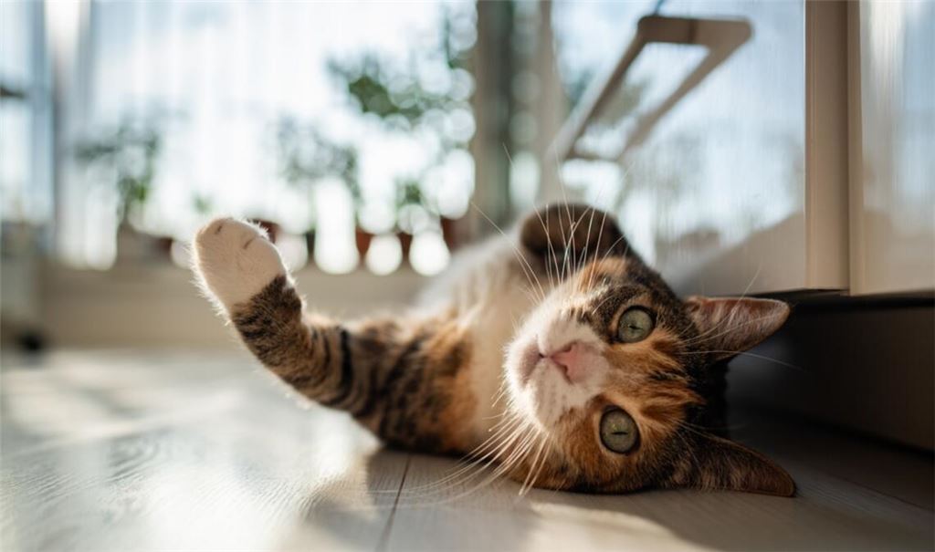 Simba, Luna & Co: Welche Katzennamen sind besonders beliebt?