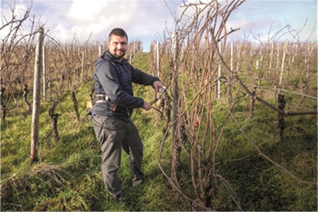 Simon Obhof bei der Arbeit im Weinberg. Foto: Lechner