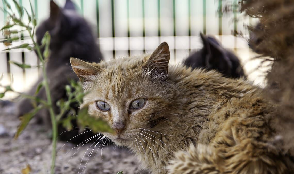 Sind Hauskatzen ohne verlässliche Futterquelle und Tierarztversorgung auf sich allein gestellt, müssen sie nicht selten ein trostloses Leben fristen.Foto: Archiv/ celiafoto - stock.adobe.com
