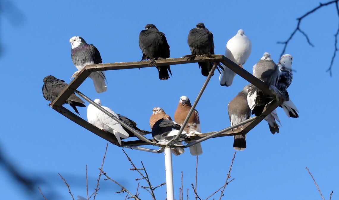 Sind auch in Mühlacker sehr häufig und in Gruppen zu sehen: Tauben. Symbolfoto: Archiv