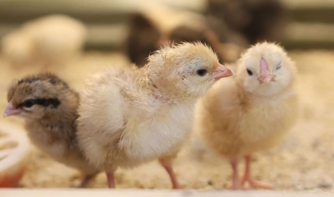 Sind das jetzt schon Osterküken, die in einer Schule in Sachsen-Anhalt in einer Käfigbox geschlüpft sind?
