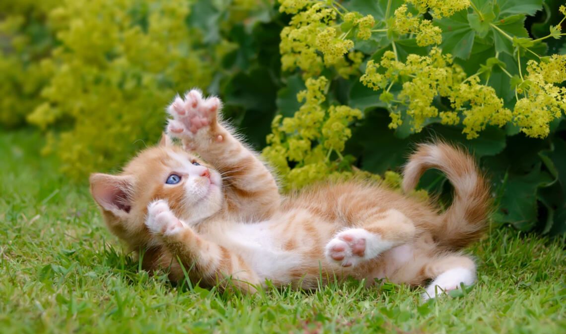 Sind orange Katzen so verrückt, wie ihr Ruf besagt?