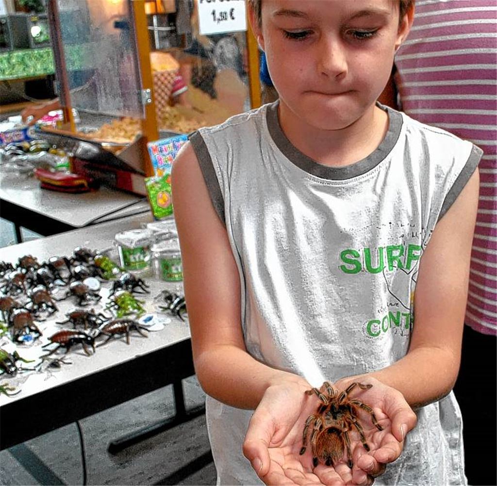 Skeptischer Blick auf die Spinne.