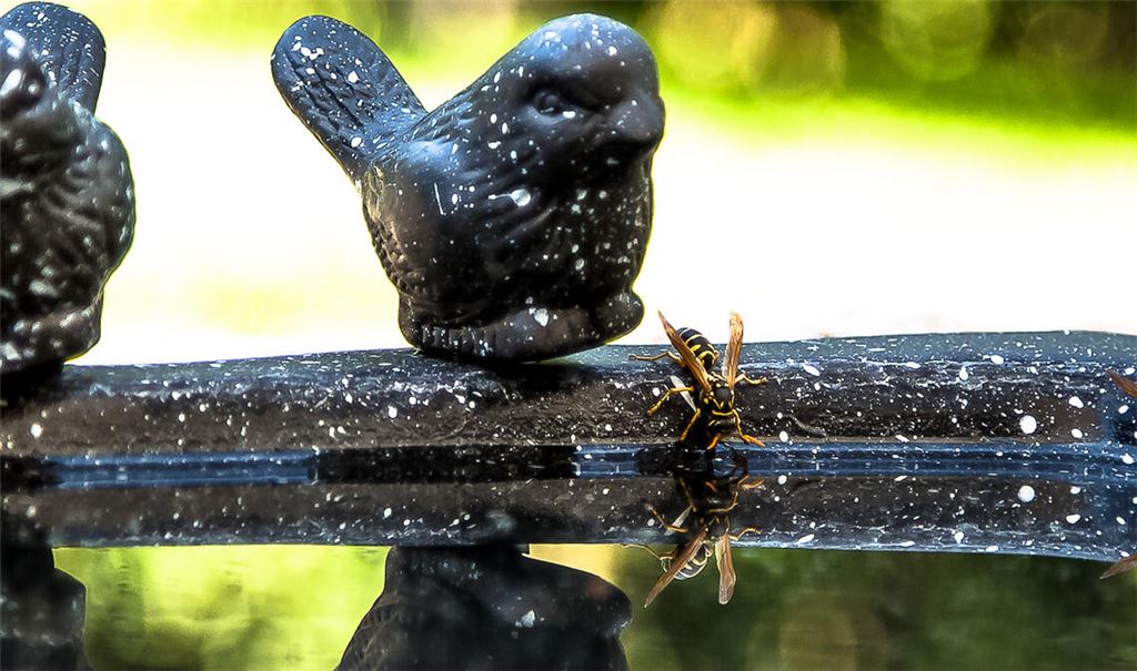 So begehrt wie eine Wasserstelle in der Wüste sind aktuell Gartenteiche. Foto: privat