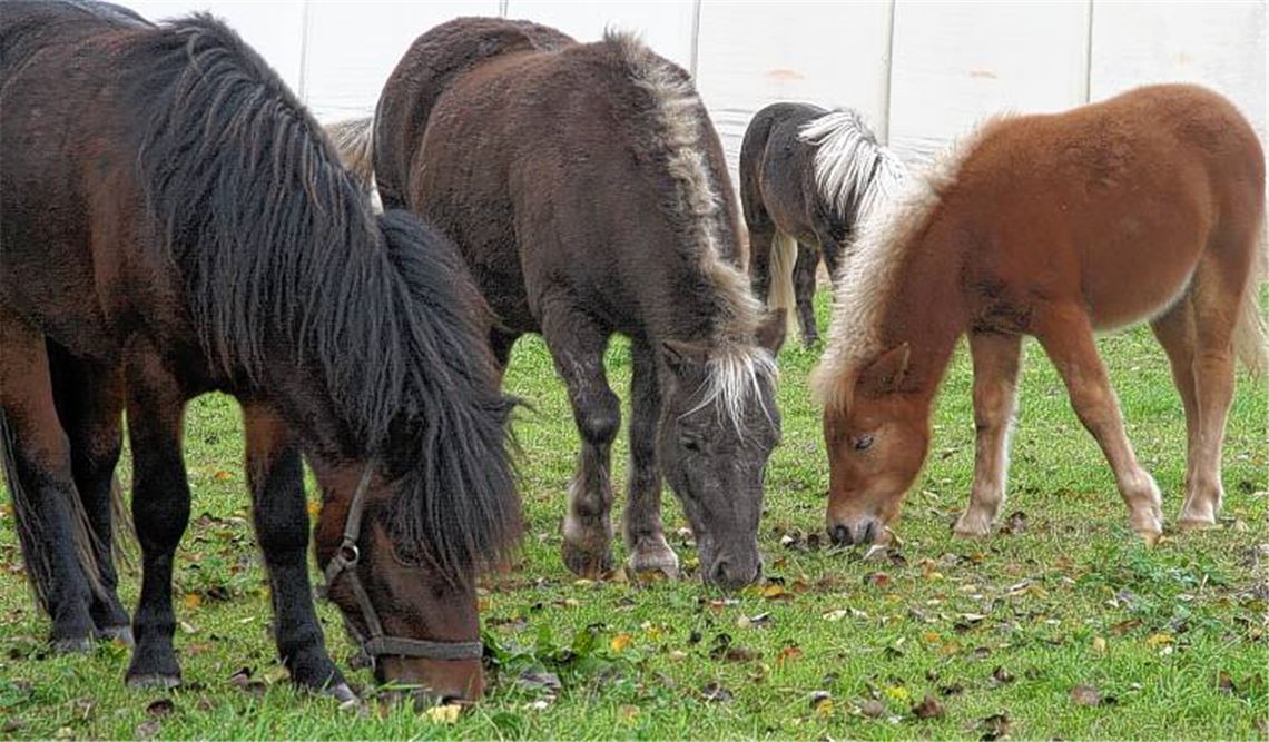 So ein Bummel in der City macht hungrig: Das sind die risikofreudigen Ausreißer, die gestern Morgen zuerst auf der B10 und wenig später im Illinger Ortskern die Blicke auf sich zogen. 