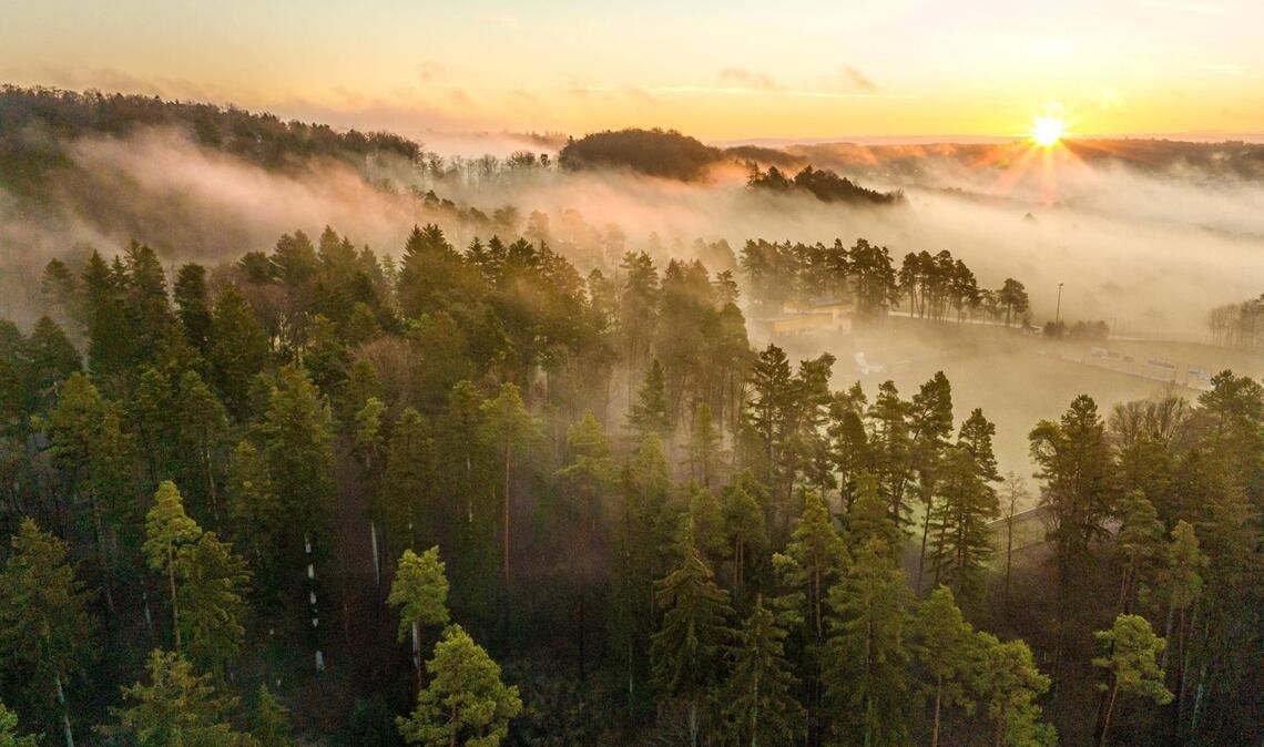 So idyllisch sieht es im Wald in Baden-Württemberg nicht mehr überall aus – der Klimawandel wird spürbar.
