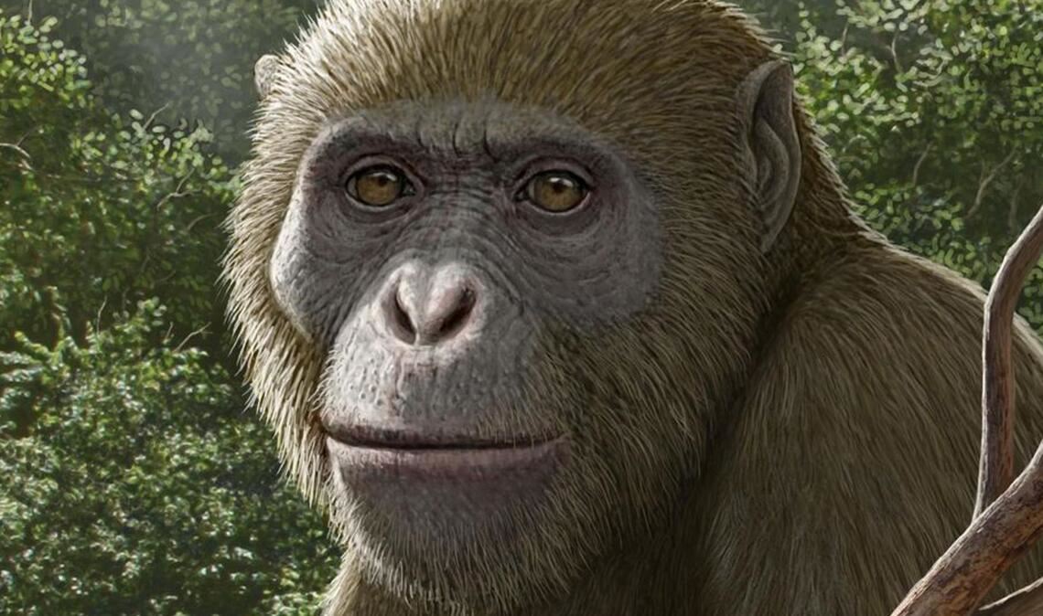 So könnte Masripithecus moghraensis ausgesehen haben.