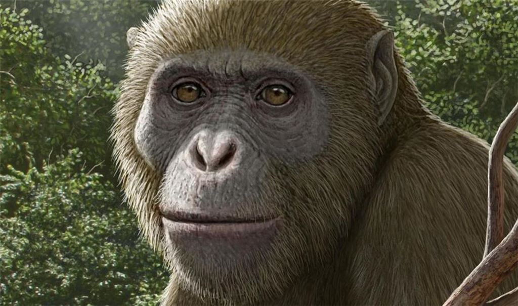 So könnte Masripithecus moghraensis ausgesehen haben.