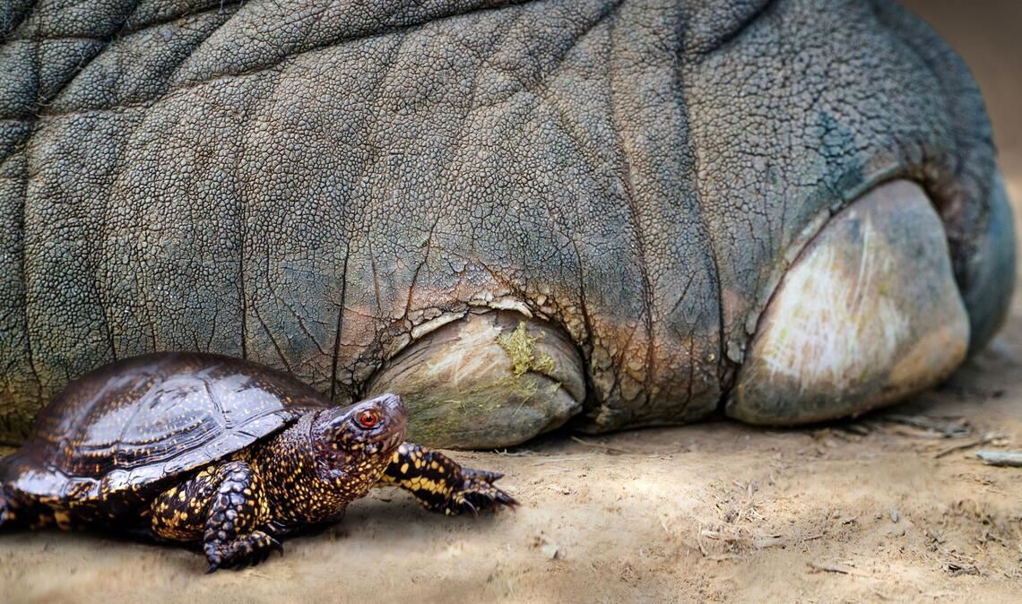 So könnte es vor rund 125.000 Jahren ausgesehen haben: eine Europäische Sumpfschildkröte neben dem Fuß eines Europäischen Waldelefanten.