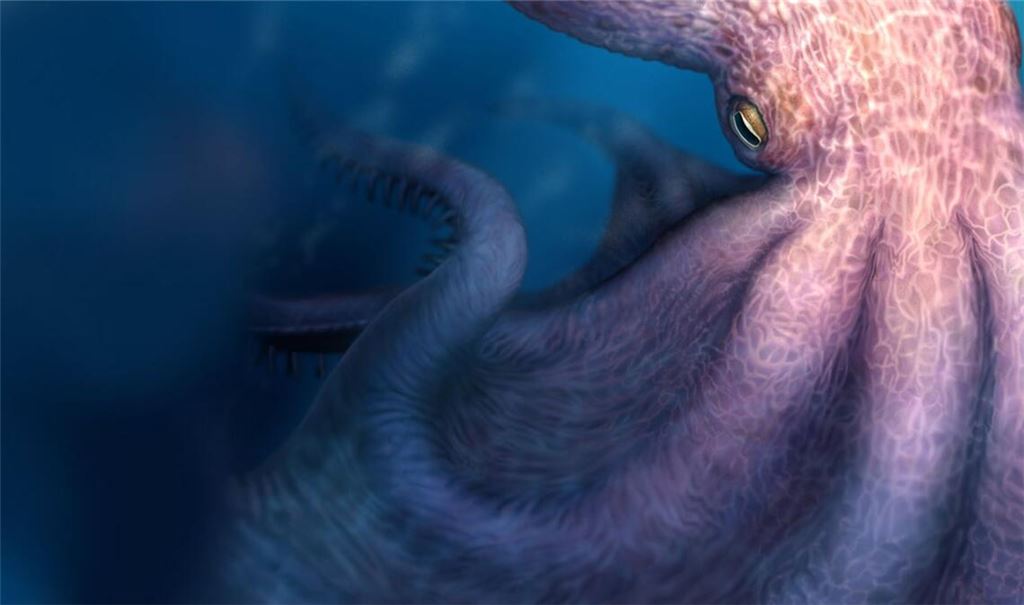 So könnten die Riesenoktopusse der Kreidezeit ausgesehen haben.