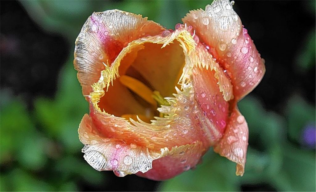 So sieht ein fröhliches Regengesicht aus: Nicht nur diese Tulpe freut sich über die Dusche, die manchen Bewunderer ihrer Schönheit gestern indes abgeschreckt haben mag.