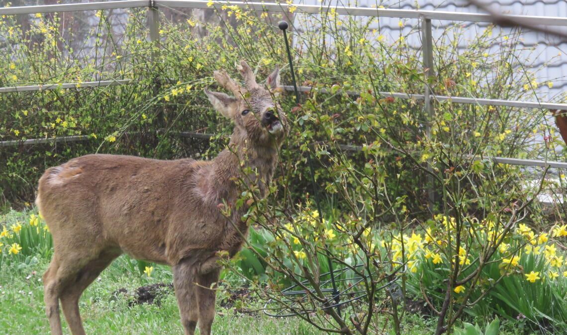 So war das mit den Rosen nicht gedacht. Doch anscheinend hat die Königin der Blumen nicht nur optische Qualitäten. Foto: Becker