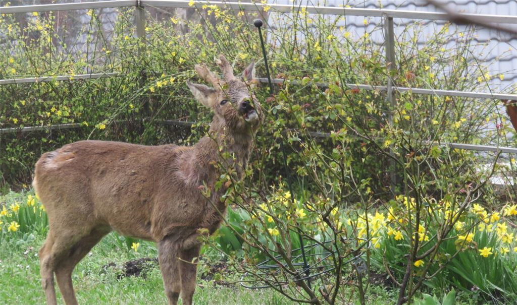 So war das mit den Rosen nicht gedacht. Doch anscheinend hat die Königin der Blumen nicht nur optische Qualitäten. Foto: Becker