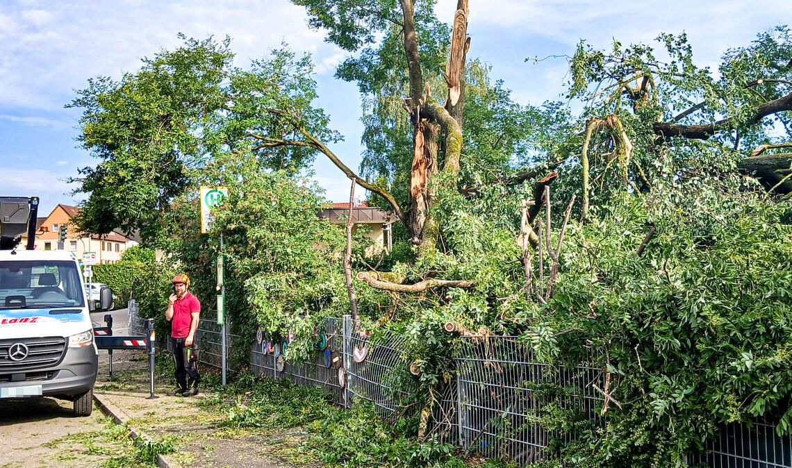 So wie hier in Mühlacker sind überall im östlichen Enzkreis Bäume und Sträucher umgeknickt. Die Räumarbeiten entlang der Straßen dauern an. Foto: Archiv